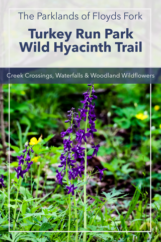 Guide to hiking the Wild Hyacinth Trail in Turkey Run Park
