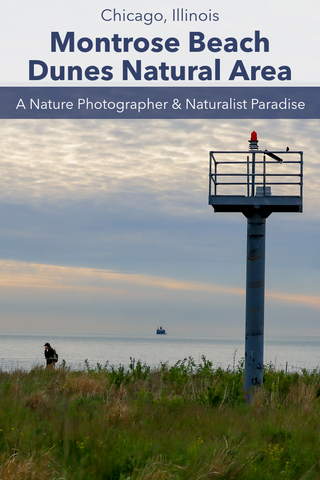 Guide To Visiting The Montrose Beach Dunes Natural Area in Downtown Chicago Illinois