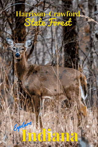 Harrison-Crawford Stare Forest Indiana Whitetail Deer Poster